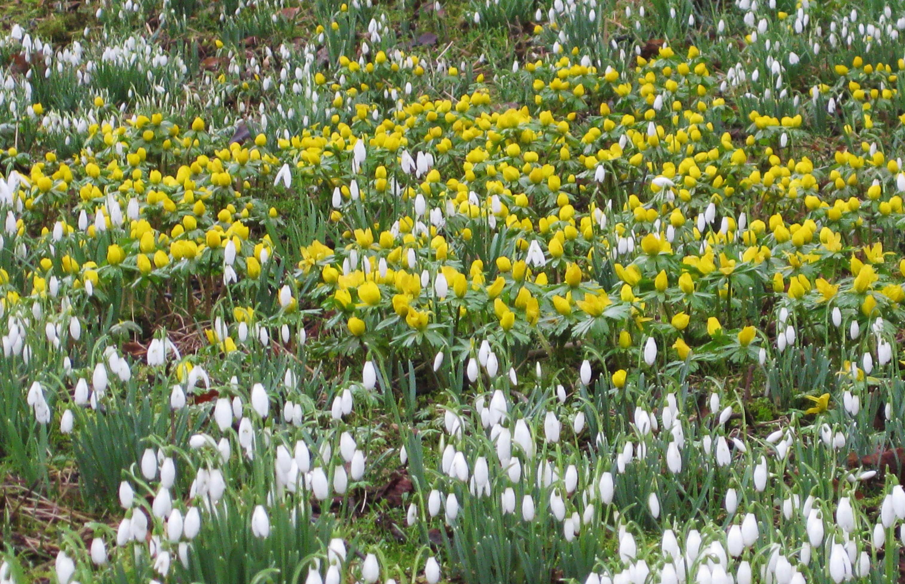 Snowdrops and Aconites