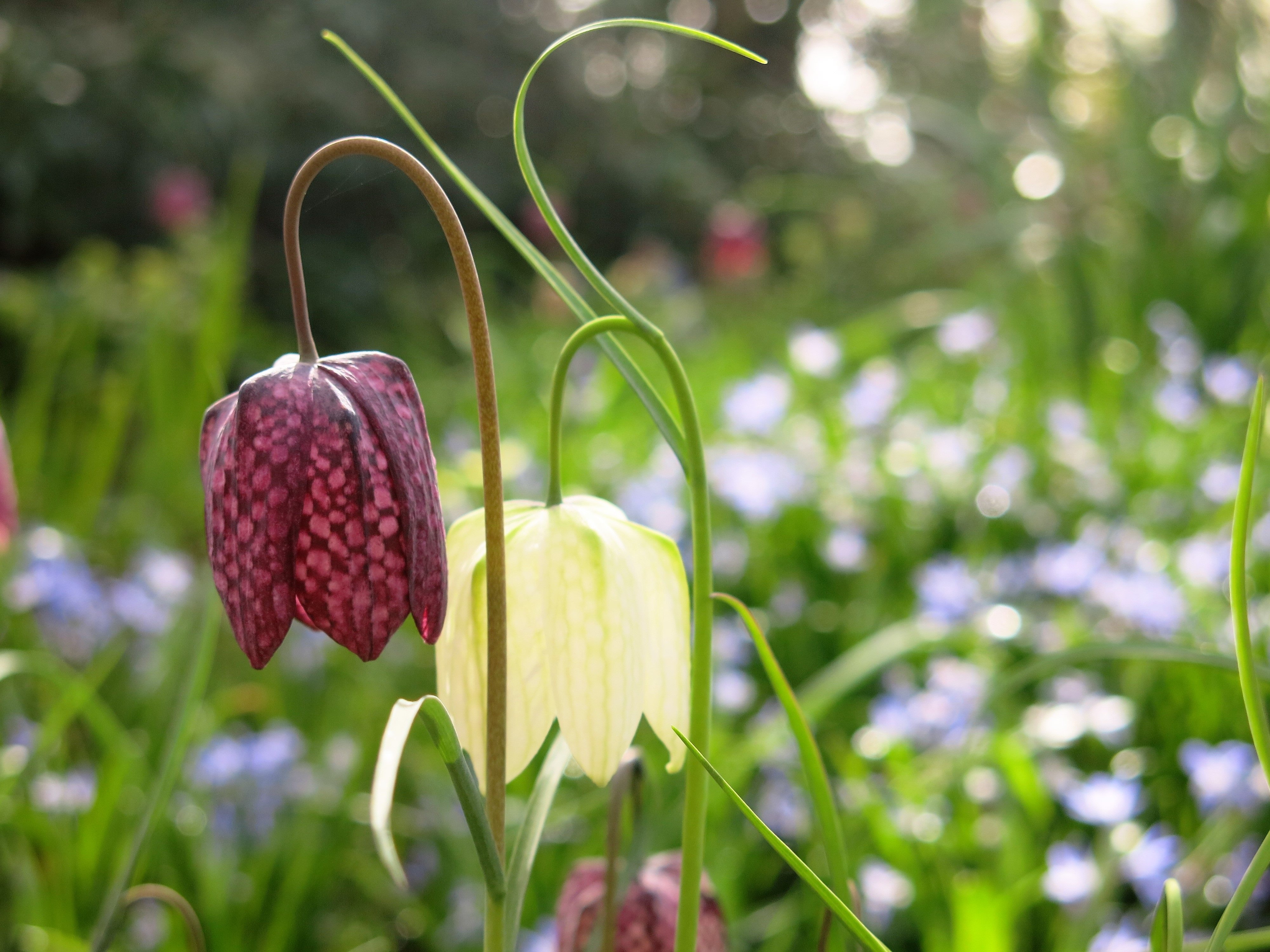 Fritillaries at Compton Elms
