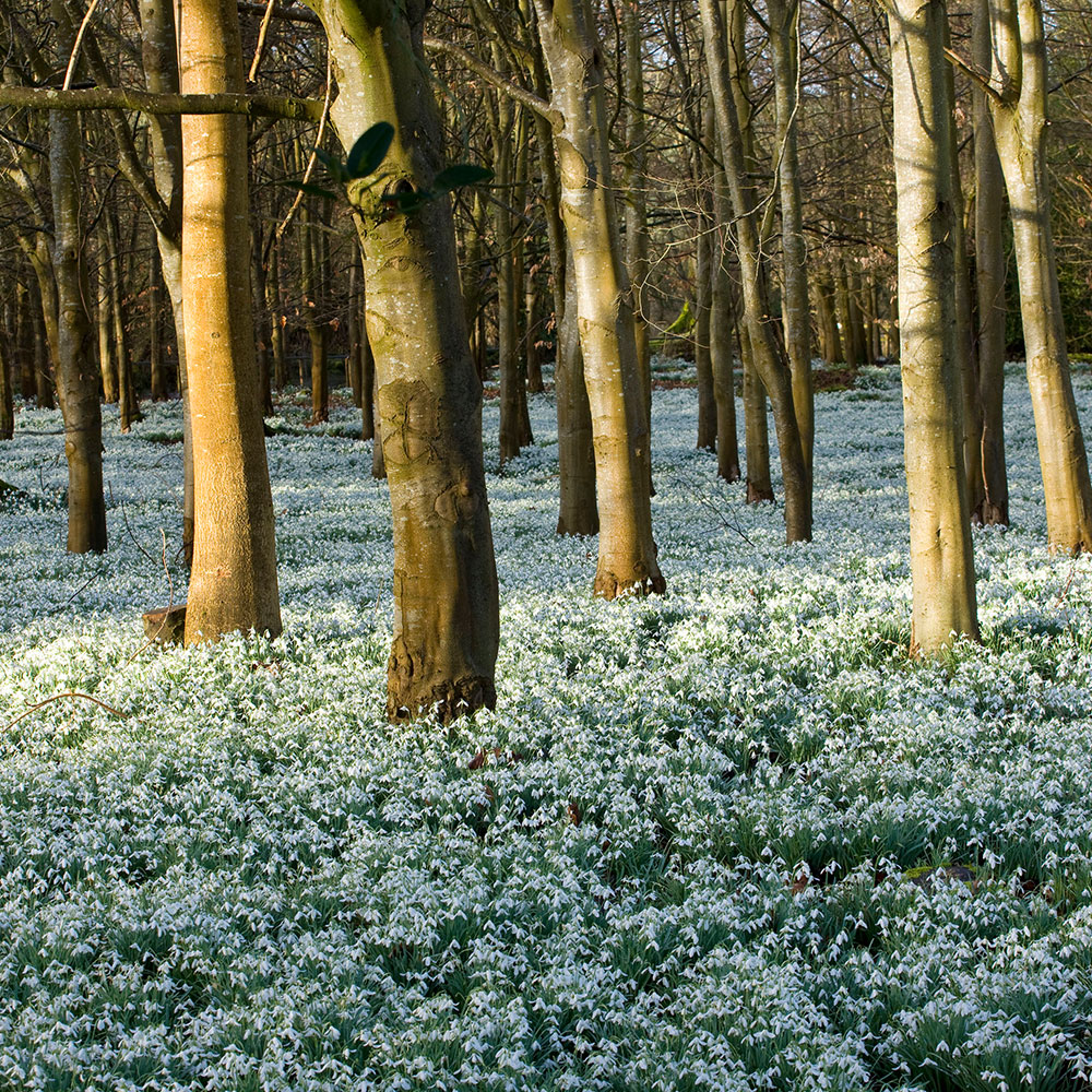 Welford Park by Clive Nicholls