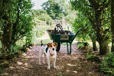 Whiskey, Pete's dog and garden companion