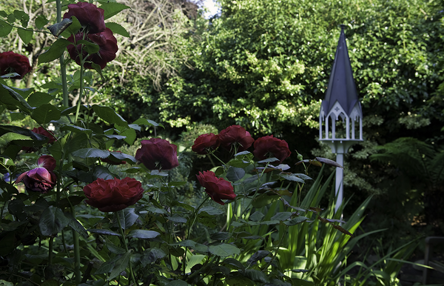 Summer in Lyndhurst gardens