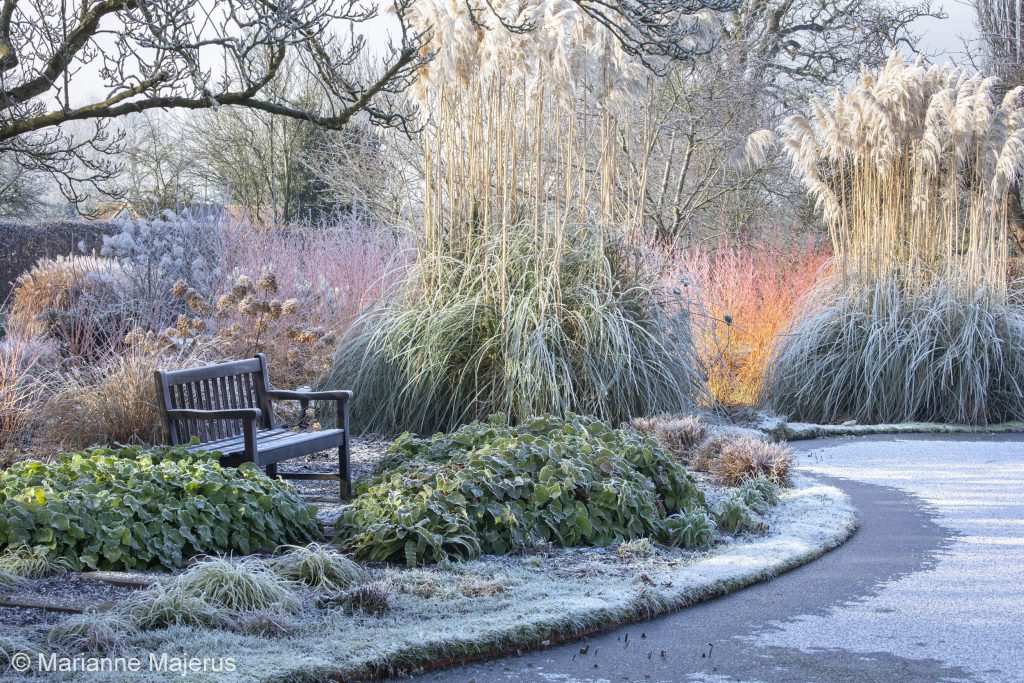 Shining through the darkest months: Winter can be beautiful in the ...