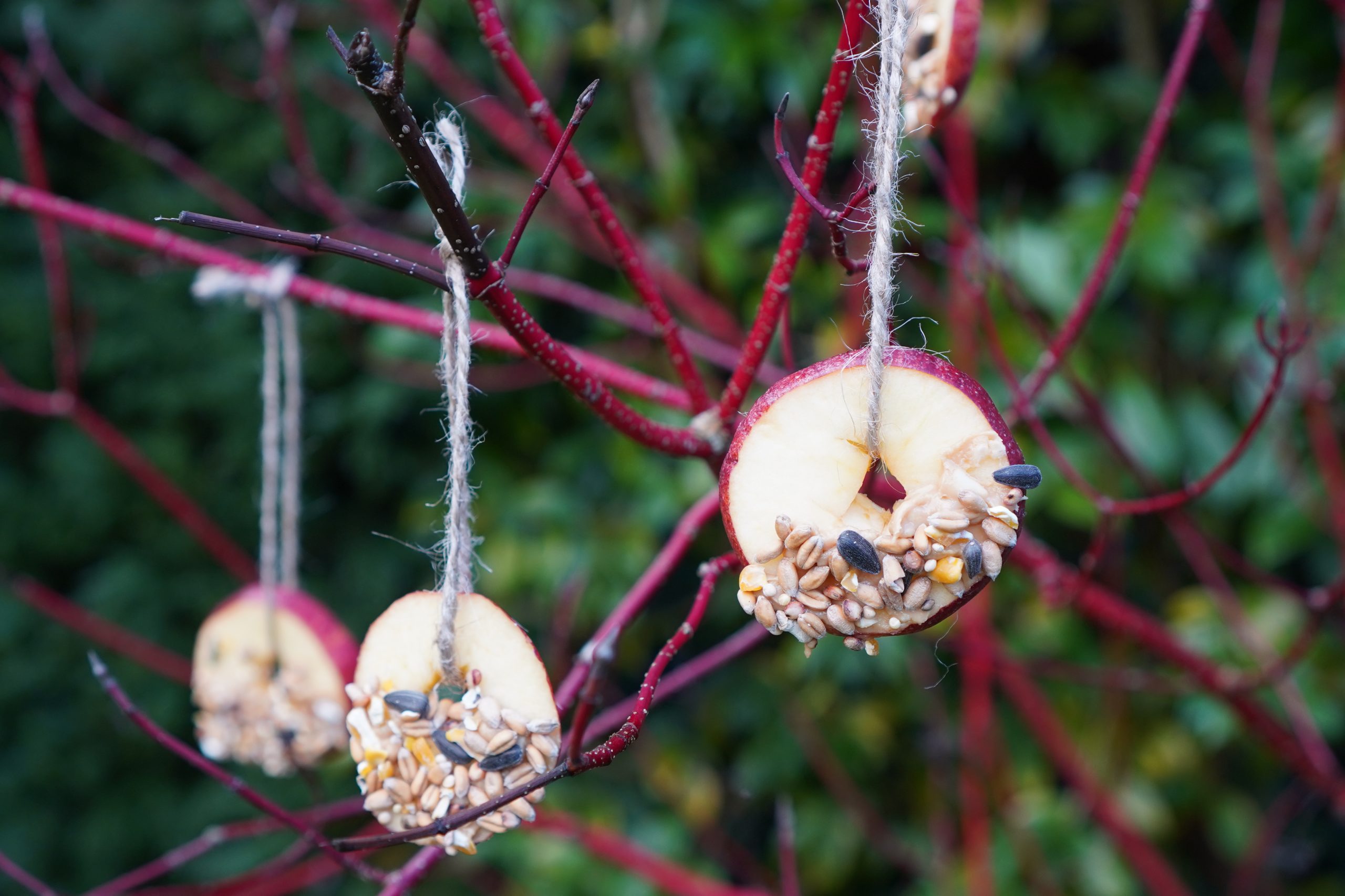 bird feeders