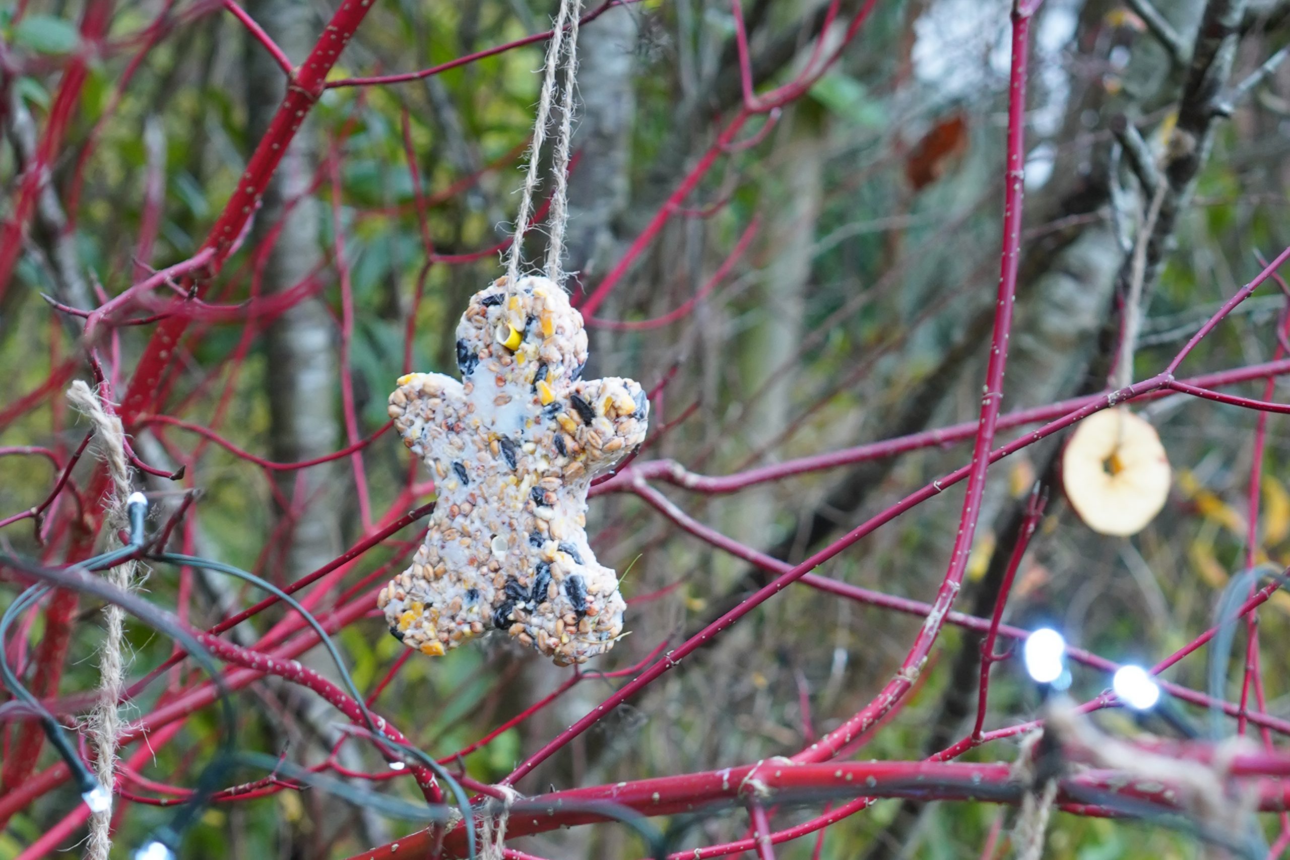 Bird seed cake