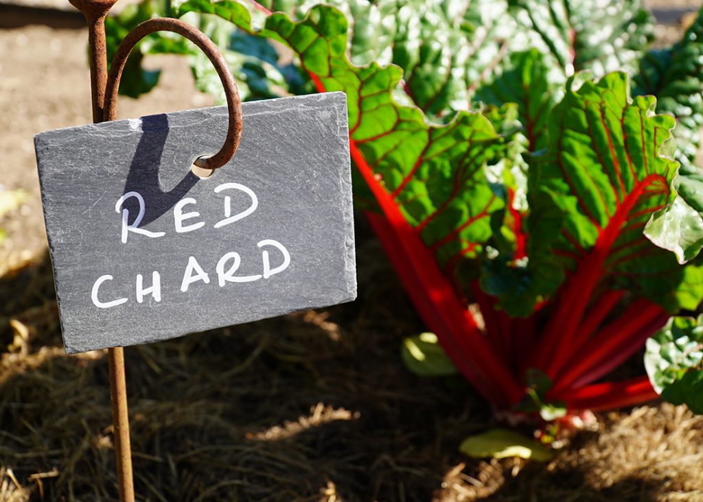 Red Chard growing at Lower Lovetts Farm, Berkshire