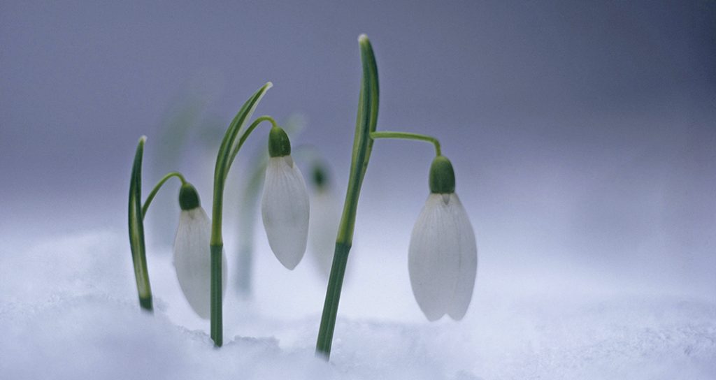 Snowdrops, the fragile harbingers of spring. Photo: Val Corbett