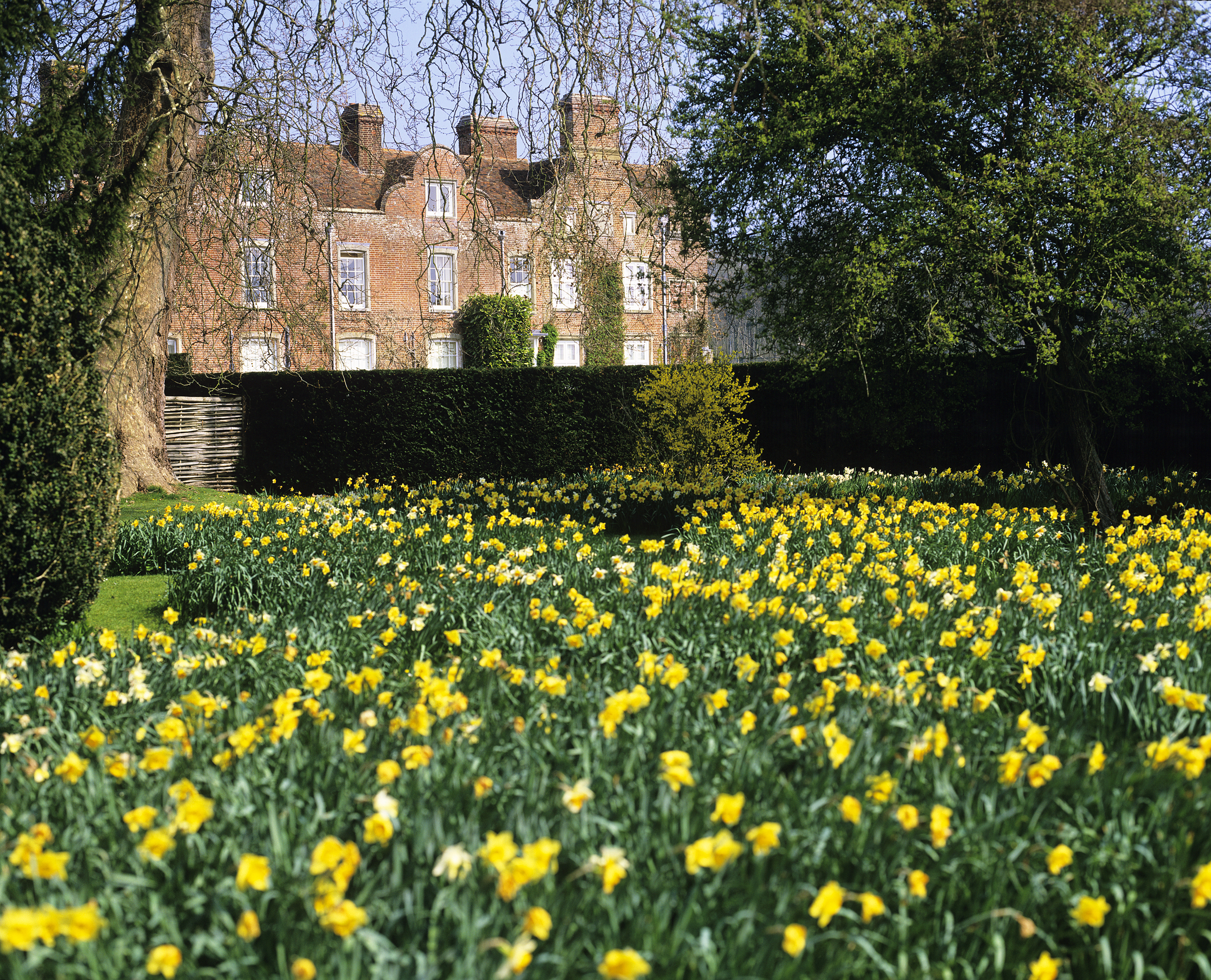 Daffodil meadow