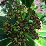 Euphorbia