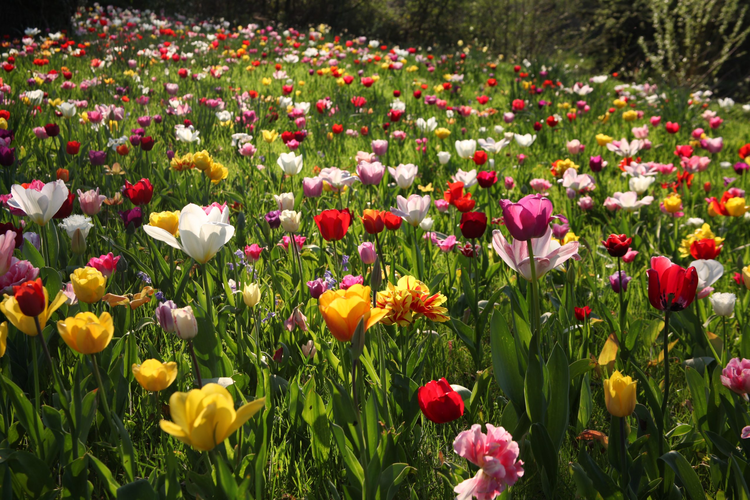 Tulip meadow