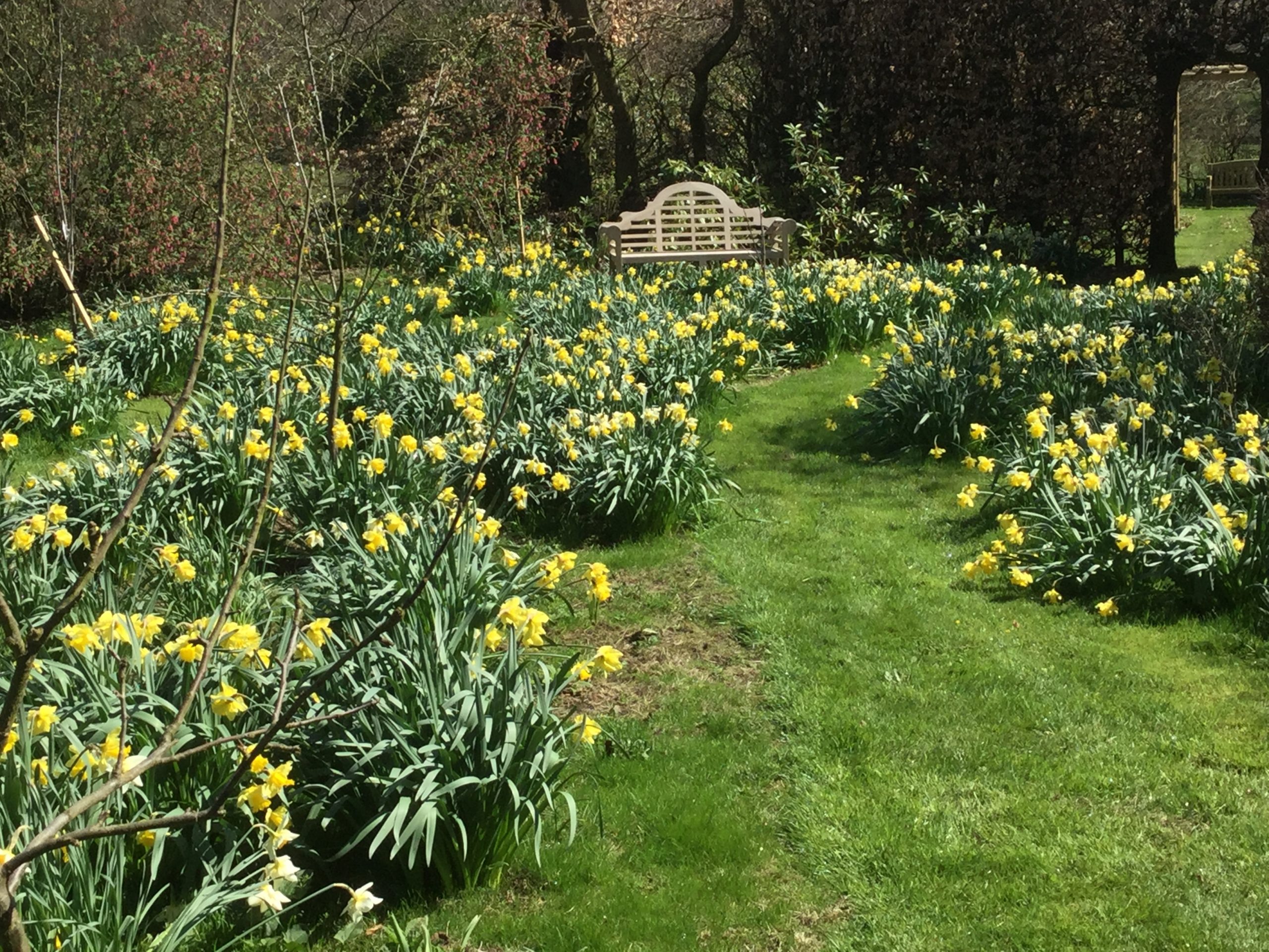 daffodils and bench