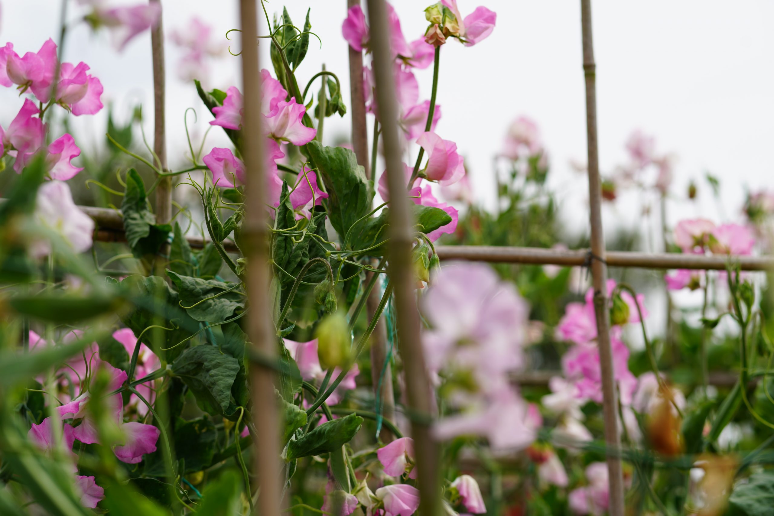 Now's the time to plant out your sweet peas - National Garden Scheme