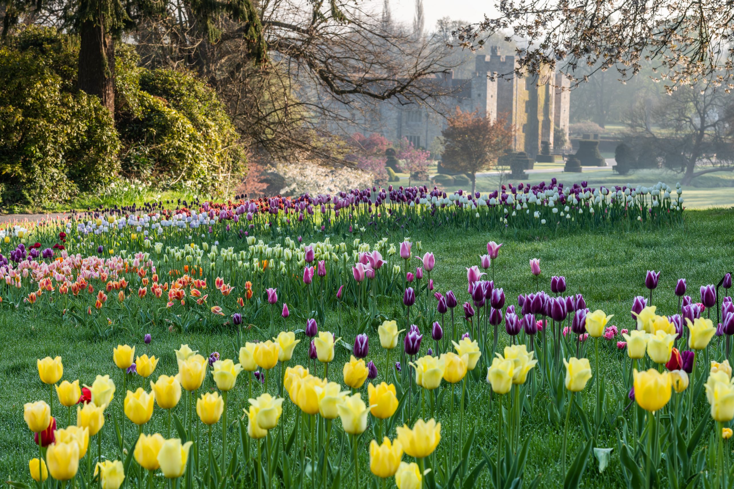 Tulips and castle