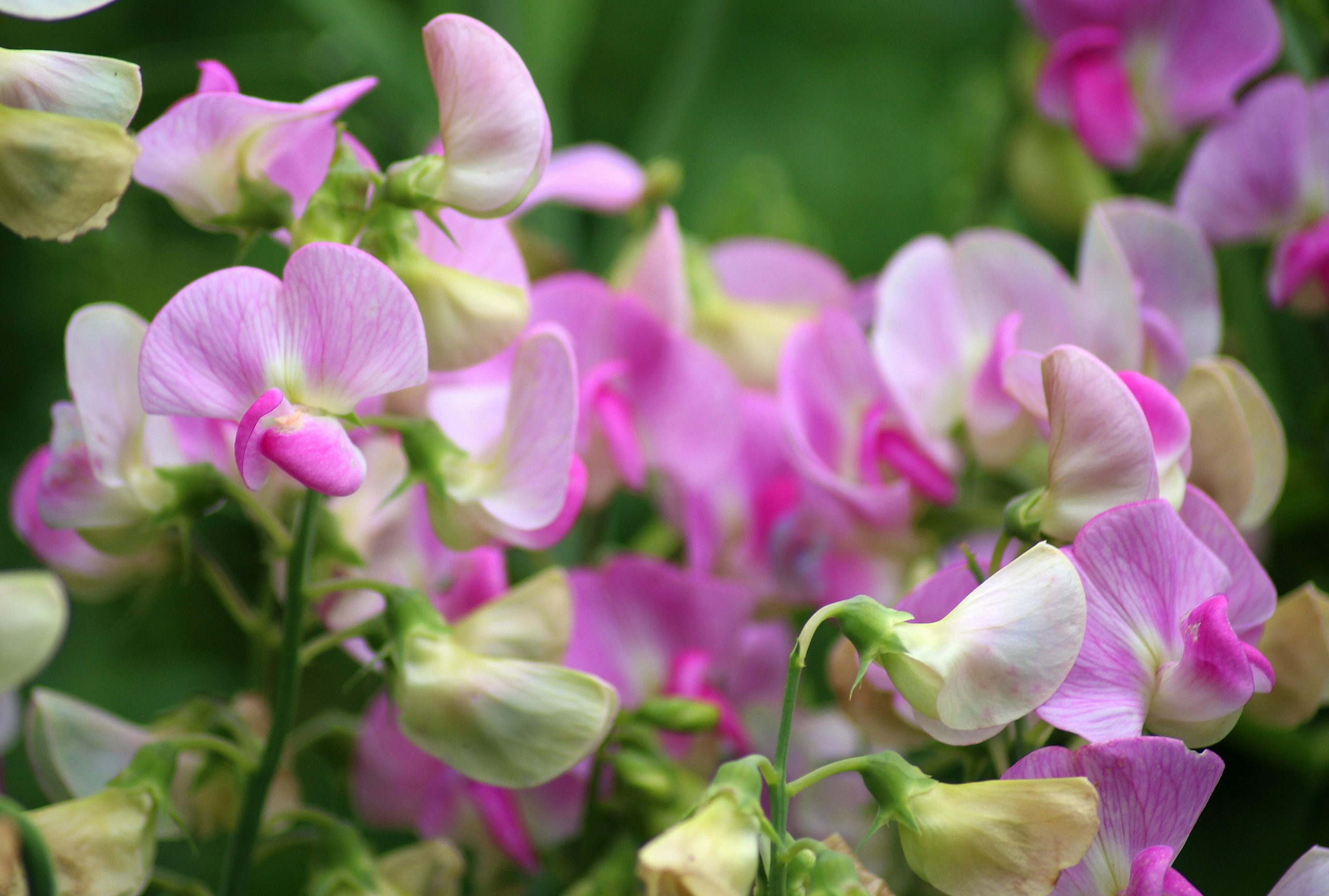 sweet peas