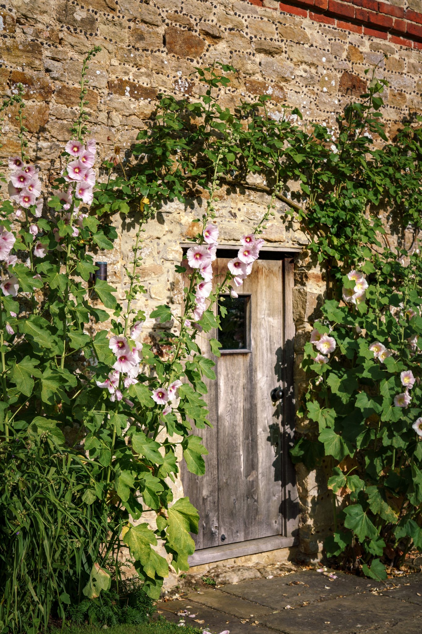 Chilworth Manor An English Jewel National Garden Scheme chilworth-manor-an-english-jewel-national-garden-scheme