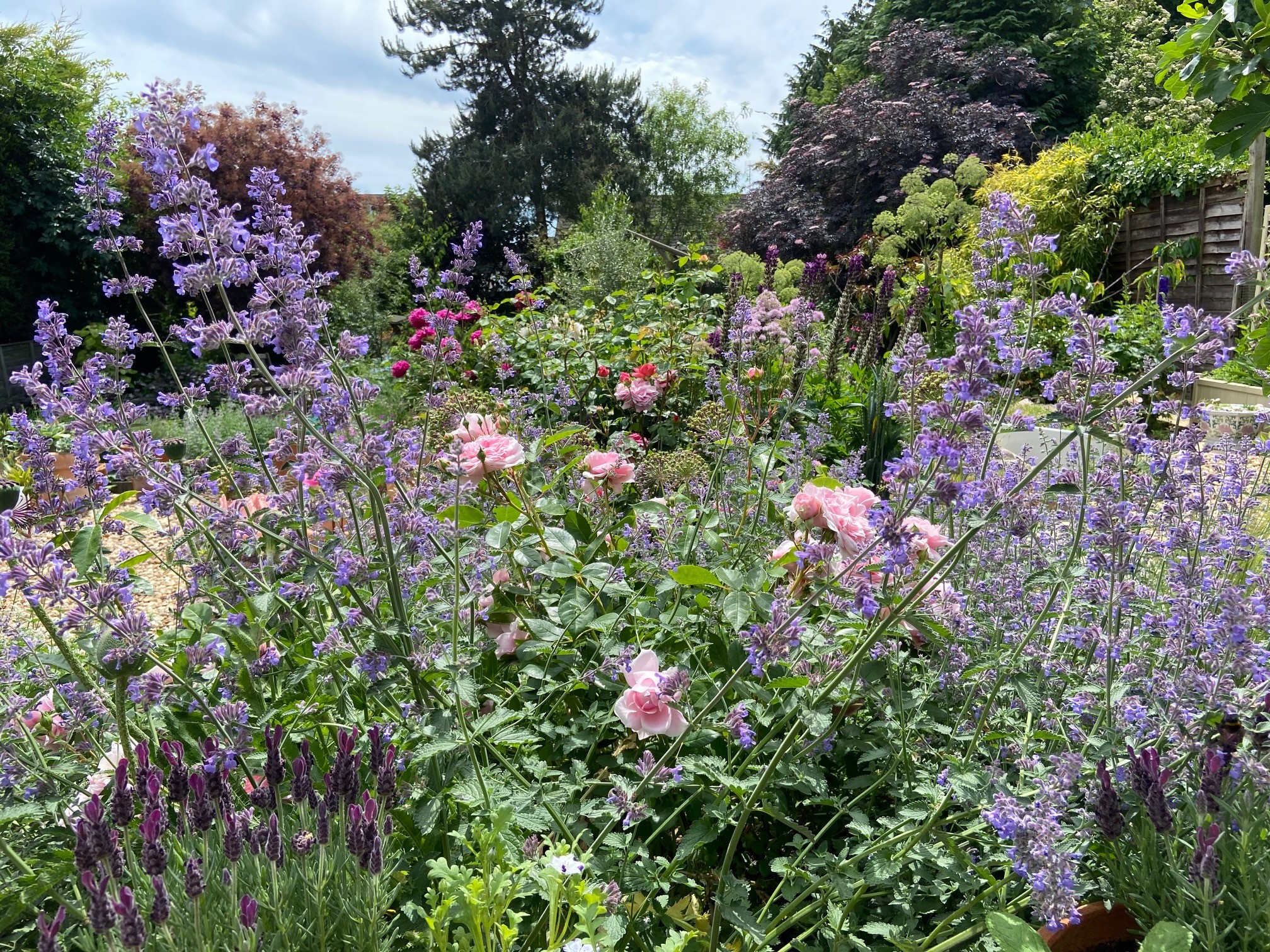 Snowdrop Ridge, Leicestershire; a delightful cottage garden - National ...