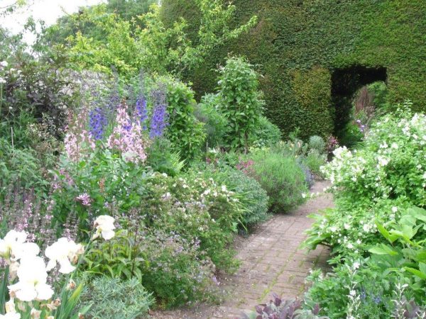 Hambledon House, Hampshire; Hart's delight - National Garden Scheme