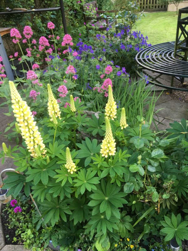 Ansley Gardens, Warwickshire; a passion for plants National Garden Scheme