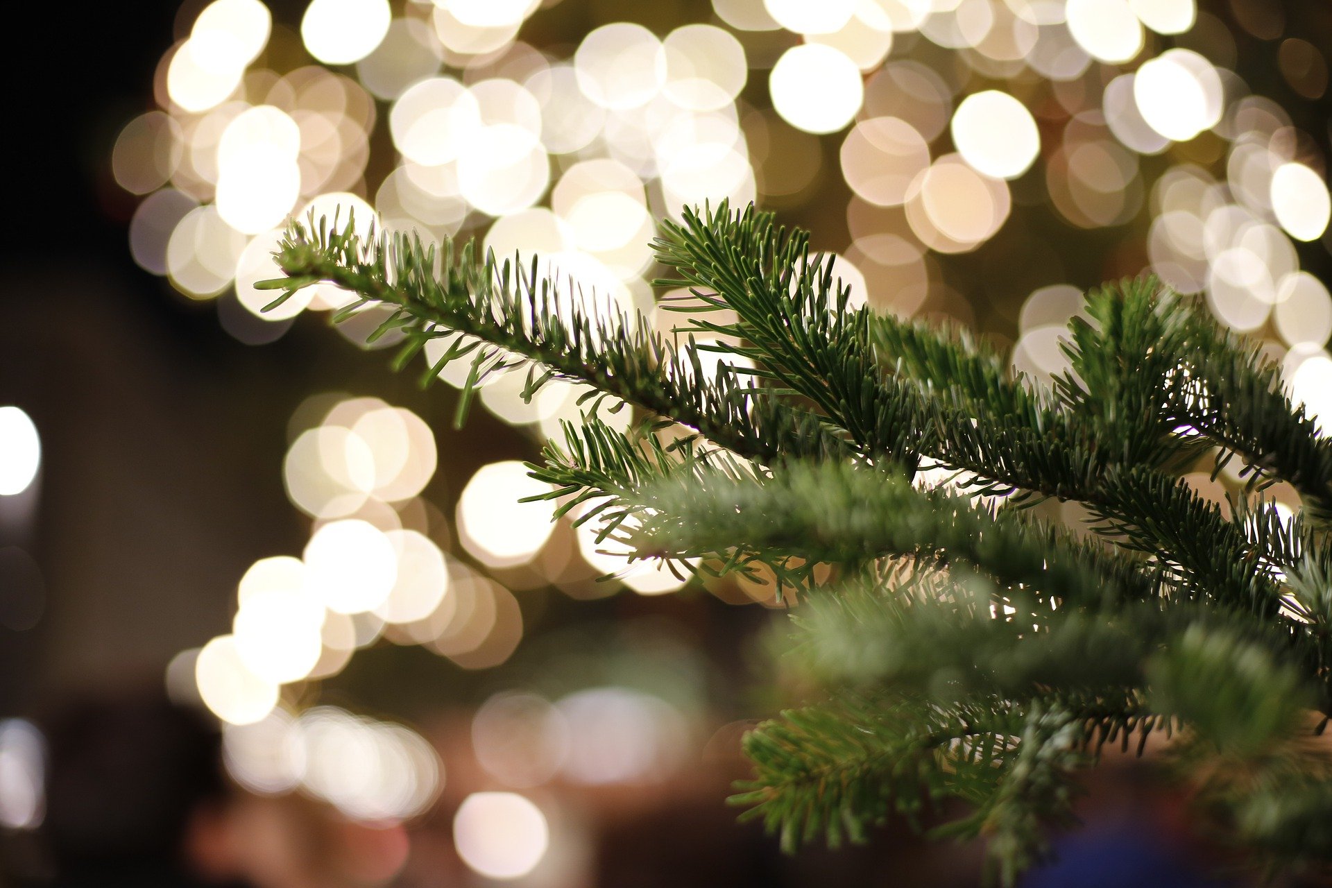christmas tree and twinkling lights