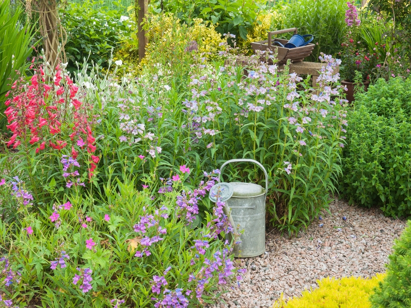 Watering can amongst summer flowers