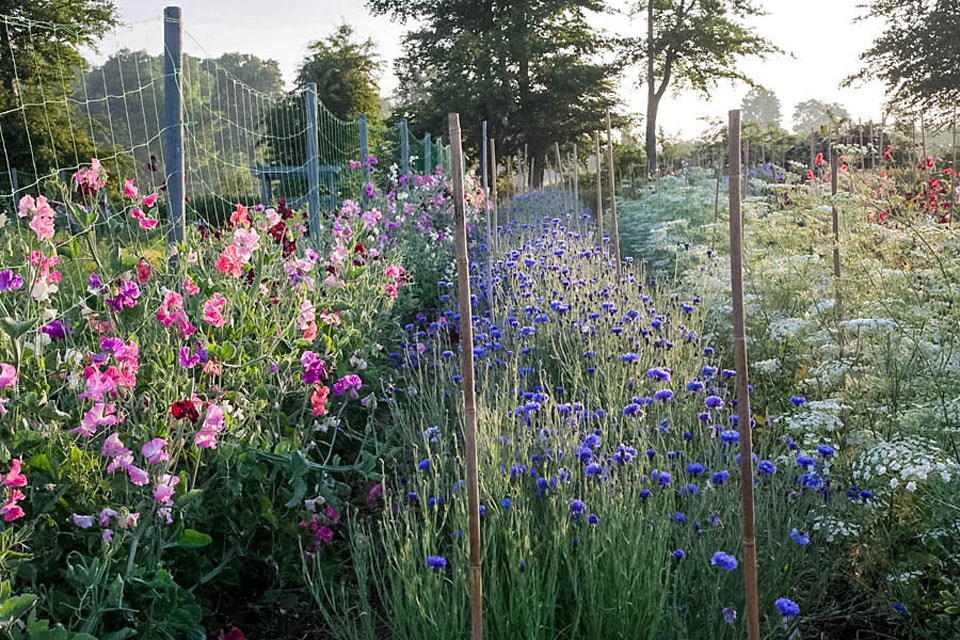 Sweet peas and spring flowers in nursery setting