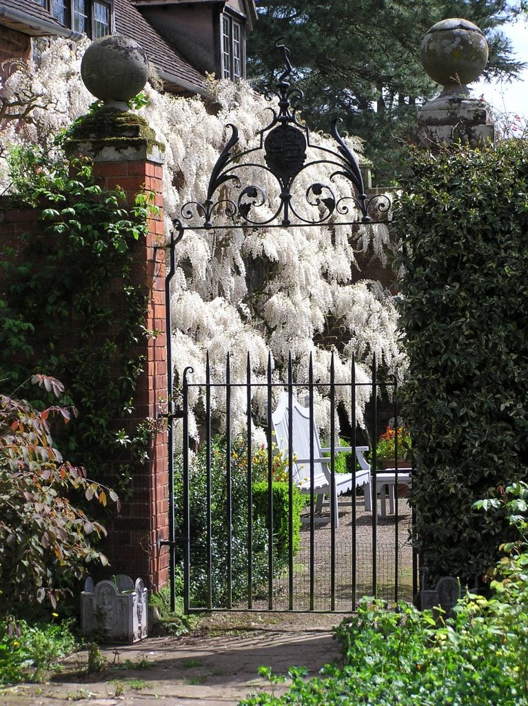 Wisteria at Weston Hall Hereford