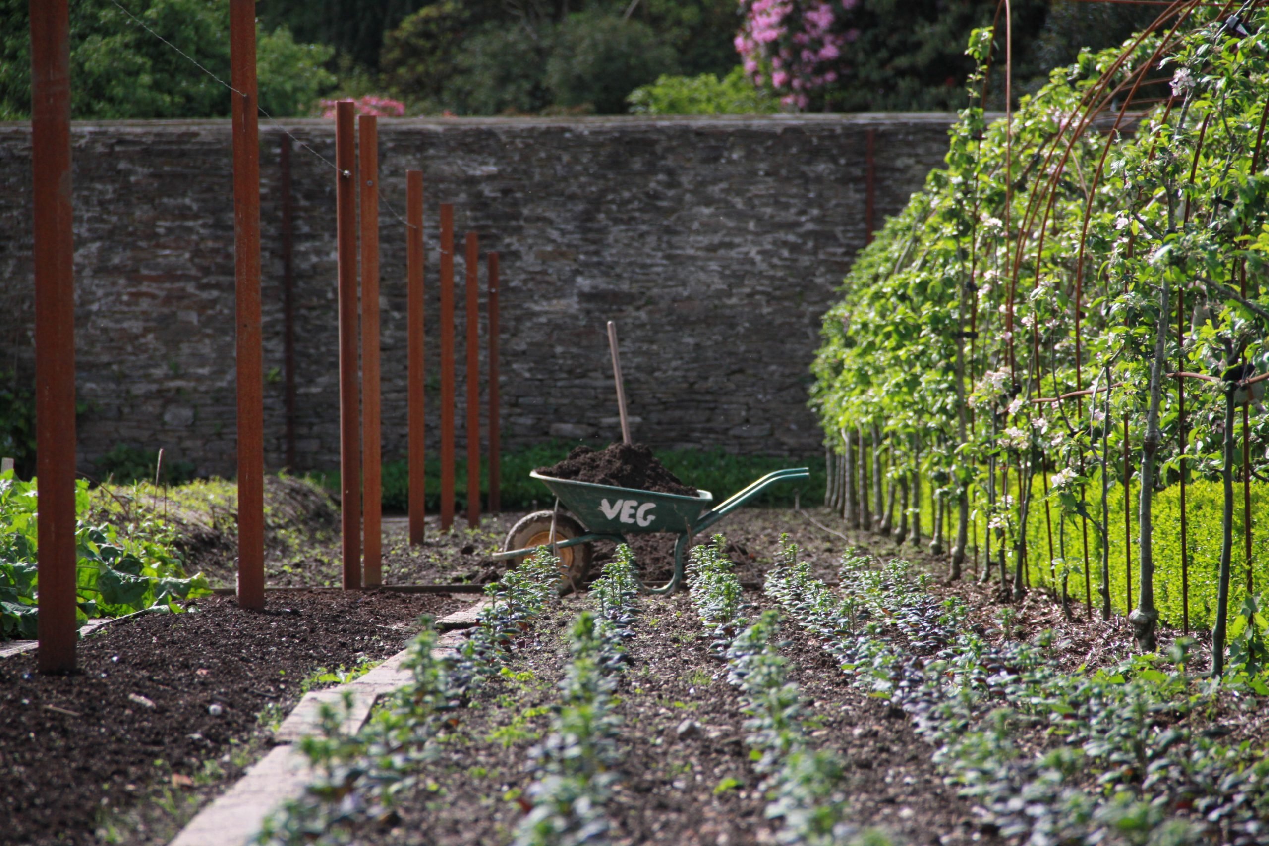 A wheelbarrow and garden fork in the centre of vegetable garden