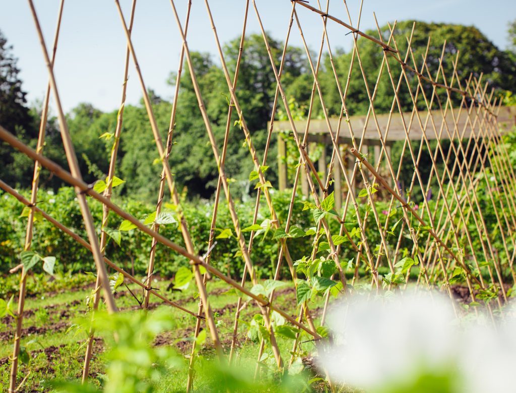 Runner beans in large kitchen garden