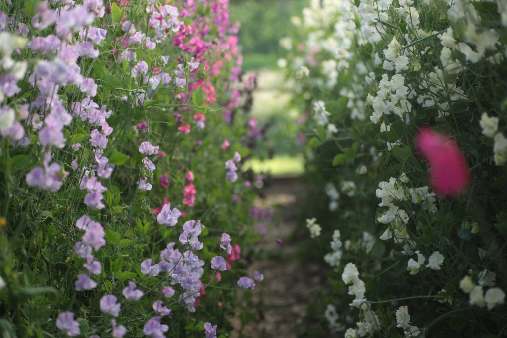 Rows of colourful sweet-peas