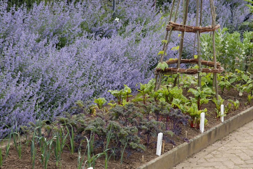 Vegetable patch with lavender