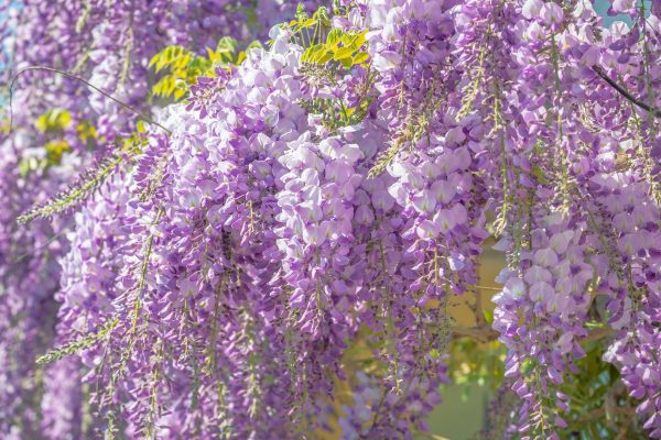 wisteria National Garden Scheme