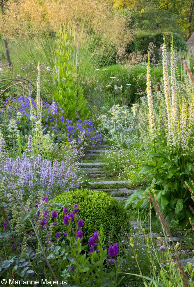 Stone path through border, Verbascum chaixii 'Album', Stipa gigantea, clipped box ball, geranium
