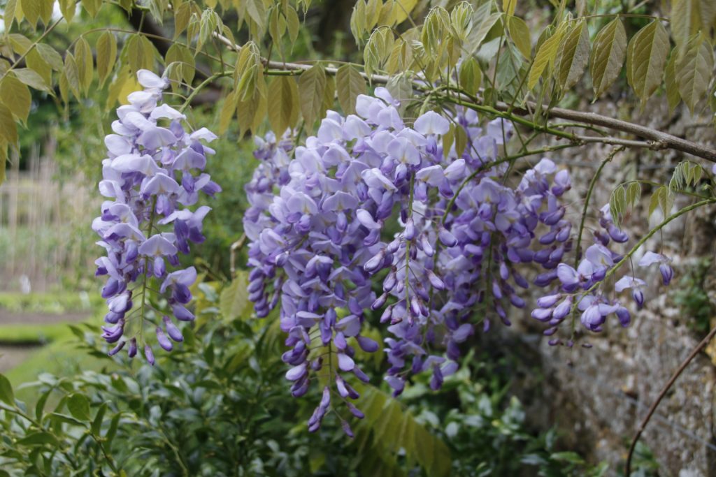 The wisteria sinensis at Fittleworth House, West Sussex