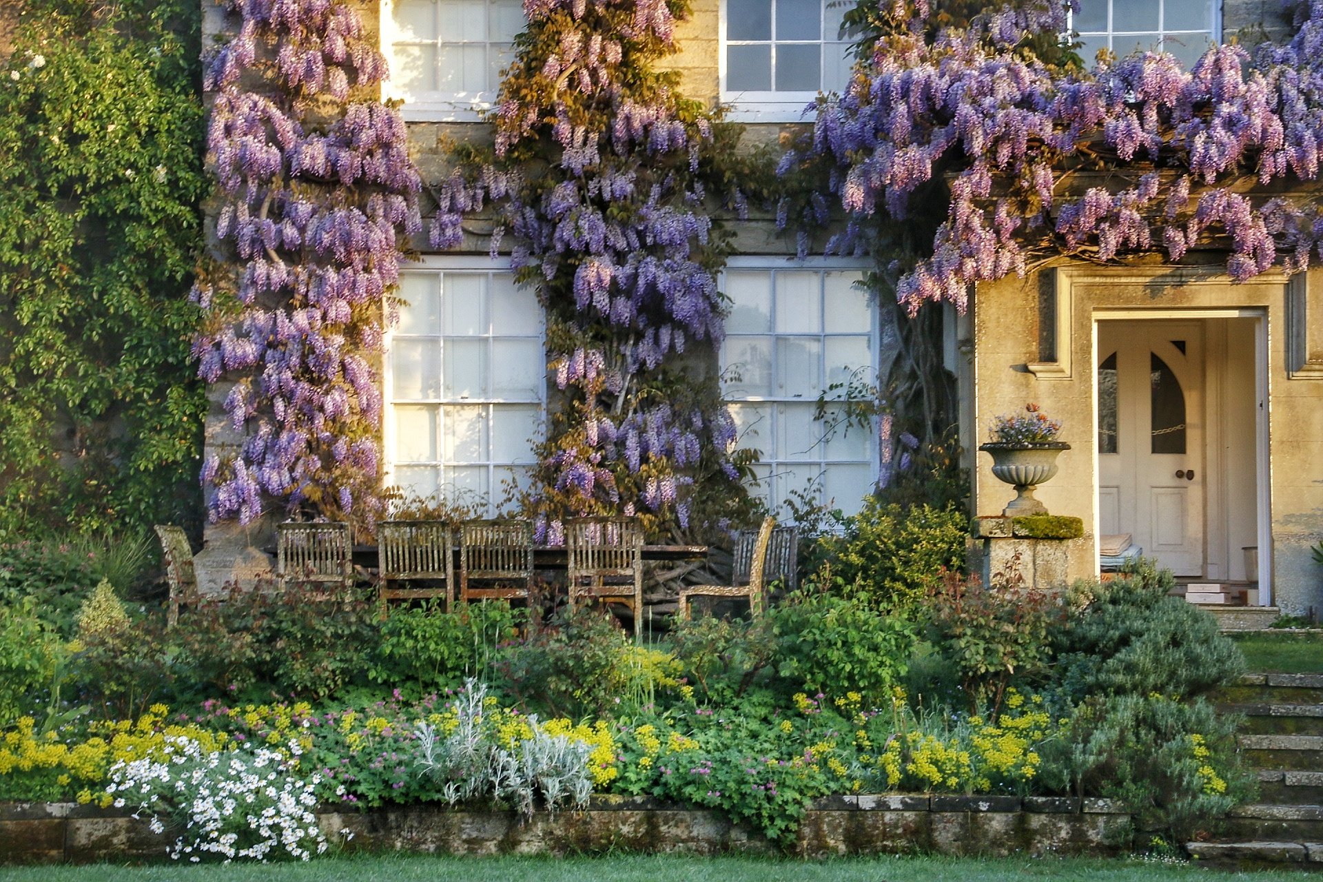 Wisteria sinensis at Fittleworth House, West Sussex