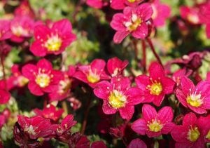 4. Saxifraga Mossy Group red-flowered