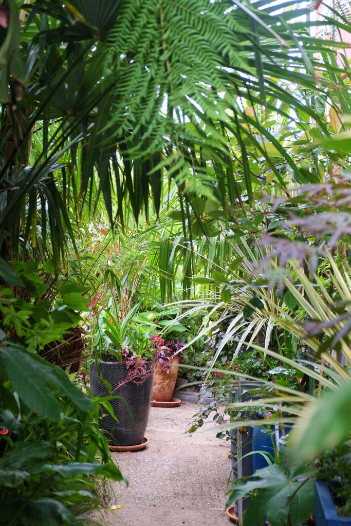 Bryn Teg tropical garden