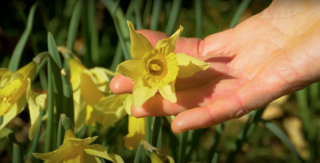 Golden displays of daffodils narcissus pseudonarcissus