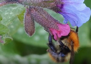 Bombus pascuorum - queen (Common Carder Bee) on Pulmonaria