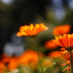 Calendula