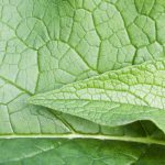 Comfrey