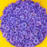 Cornflower