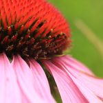 Echinacea
