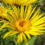 Elecampane