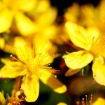 Hypericum