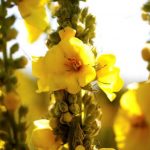 Mullein
