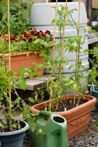 Tomatoes and water butt