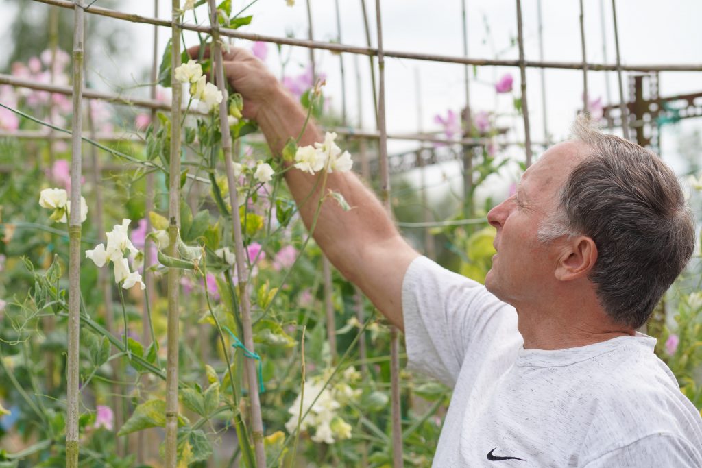 picking sweet peas at Randalls Allotment