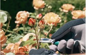 deadheading roses David Austin