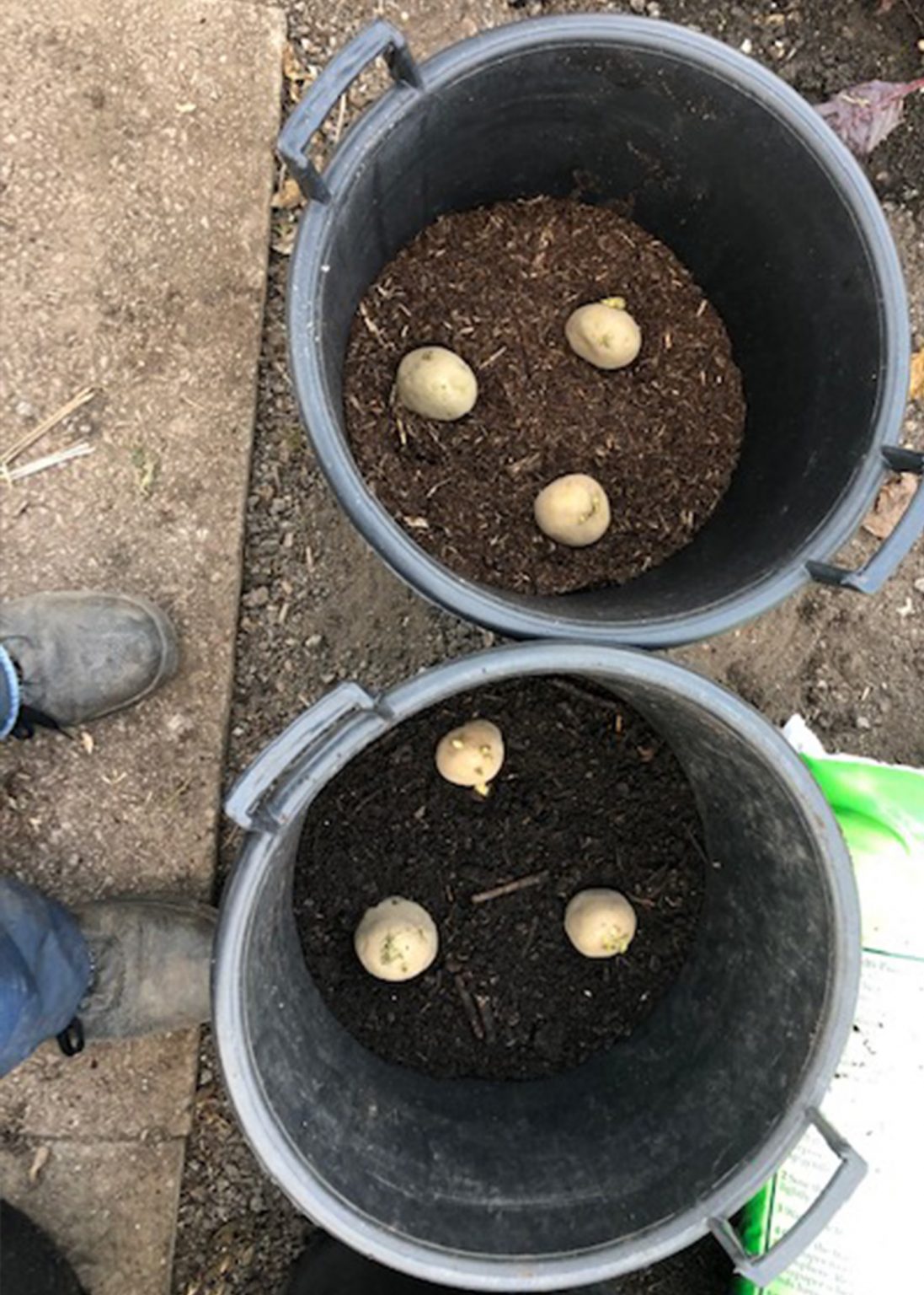 The Potty Plotters grow your own blog; March to April National Garden