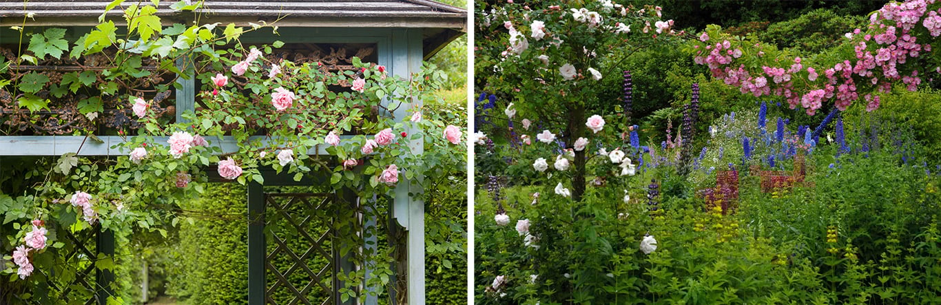 Aberclwyd Manor and Gwaenynog, two lovely Denbighshire gardens