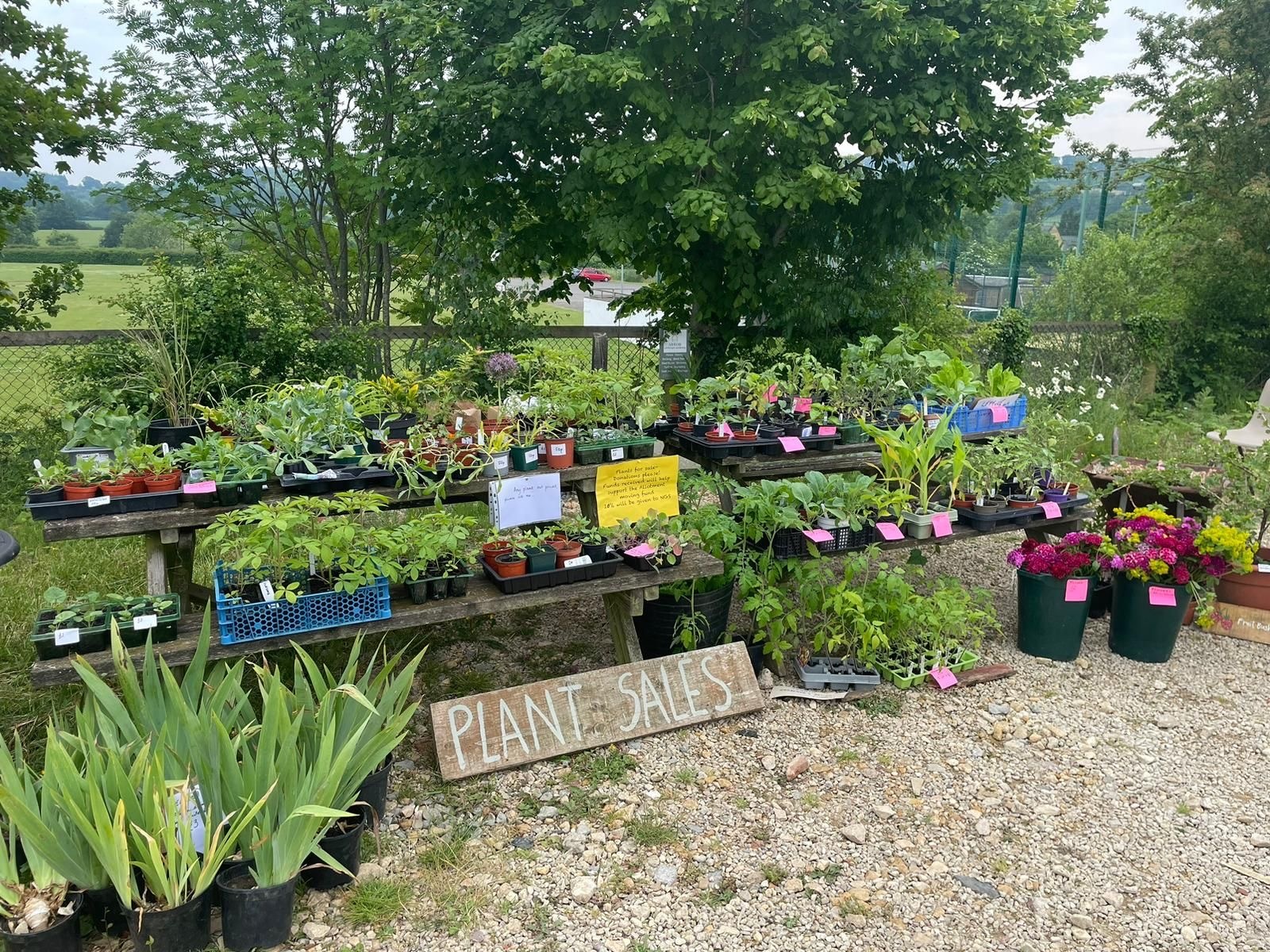 Visit an allotment or GYO garden this year - National Garden Scheme